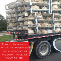 Turkey Injustice