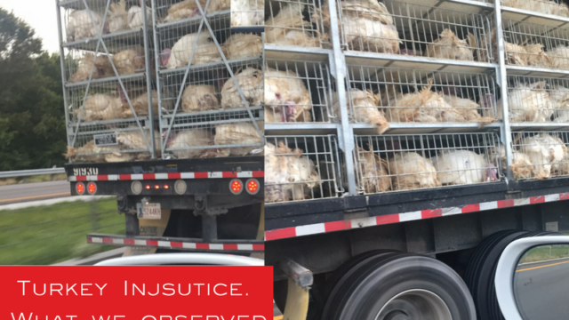Turkey Injustice